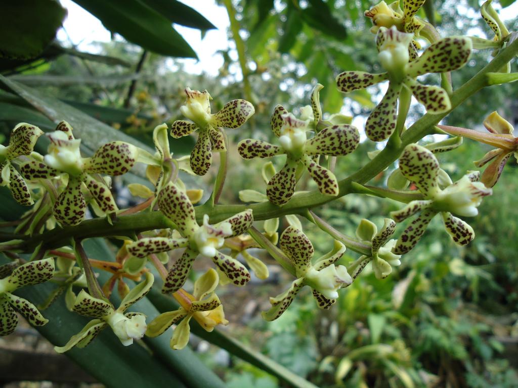 Foto de Te Zulay (Shell), Ecuador