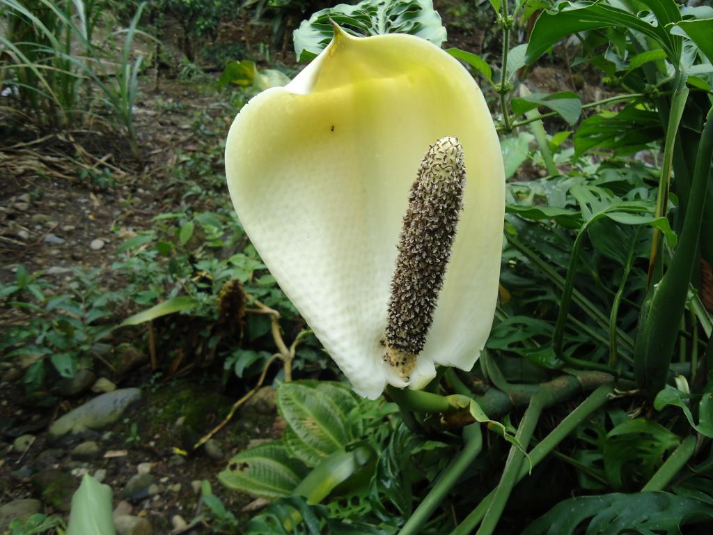 Foto de Te Zulay (Shell), Ecuador