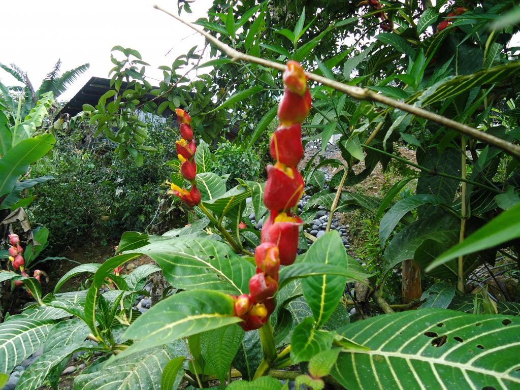 Foto de Te Zulay (Shell), Ecuador