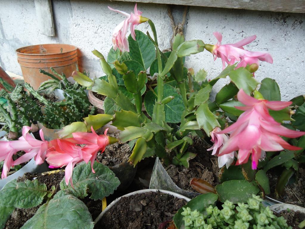 Foto de Te Zulay (Shell), Ecuador