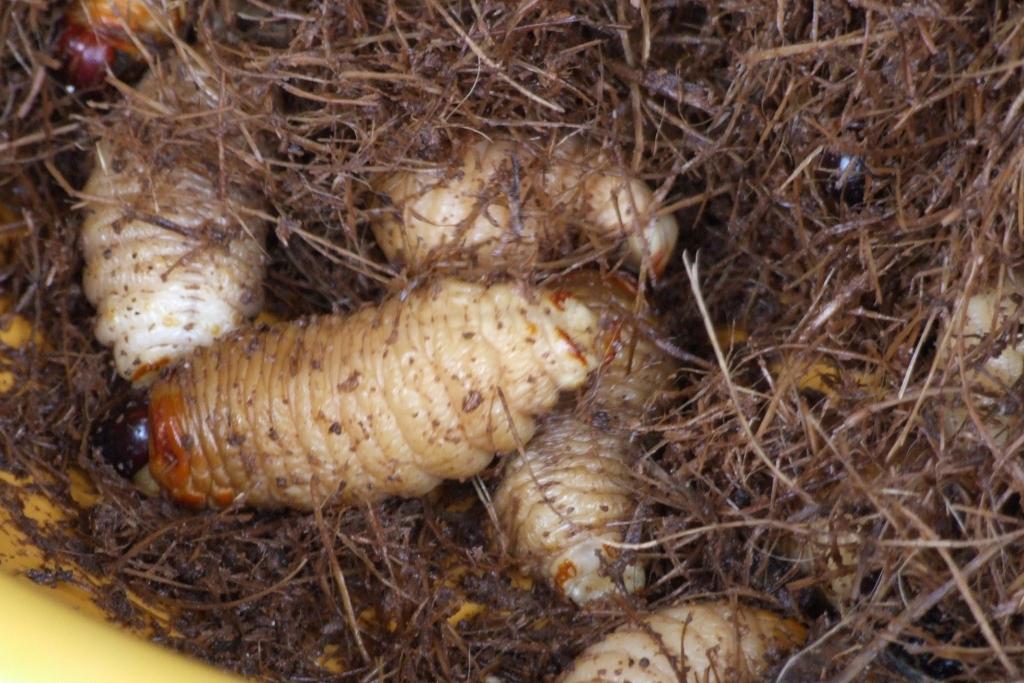 Foto de Shell, Ecuador