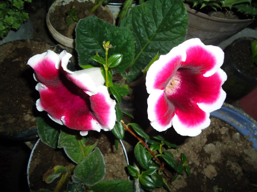 Foto de Te Zulay(Shell), Ecuador