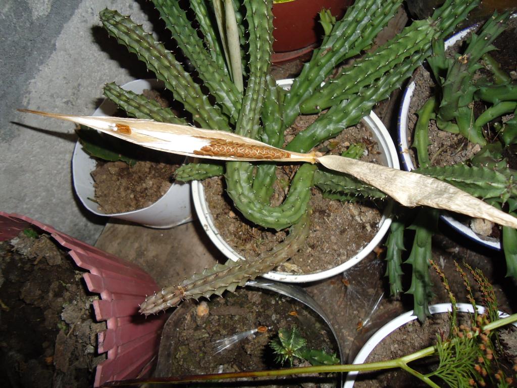 Foto de Te Zulay(Shell), Ecuador