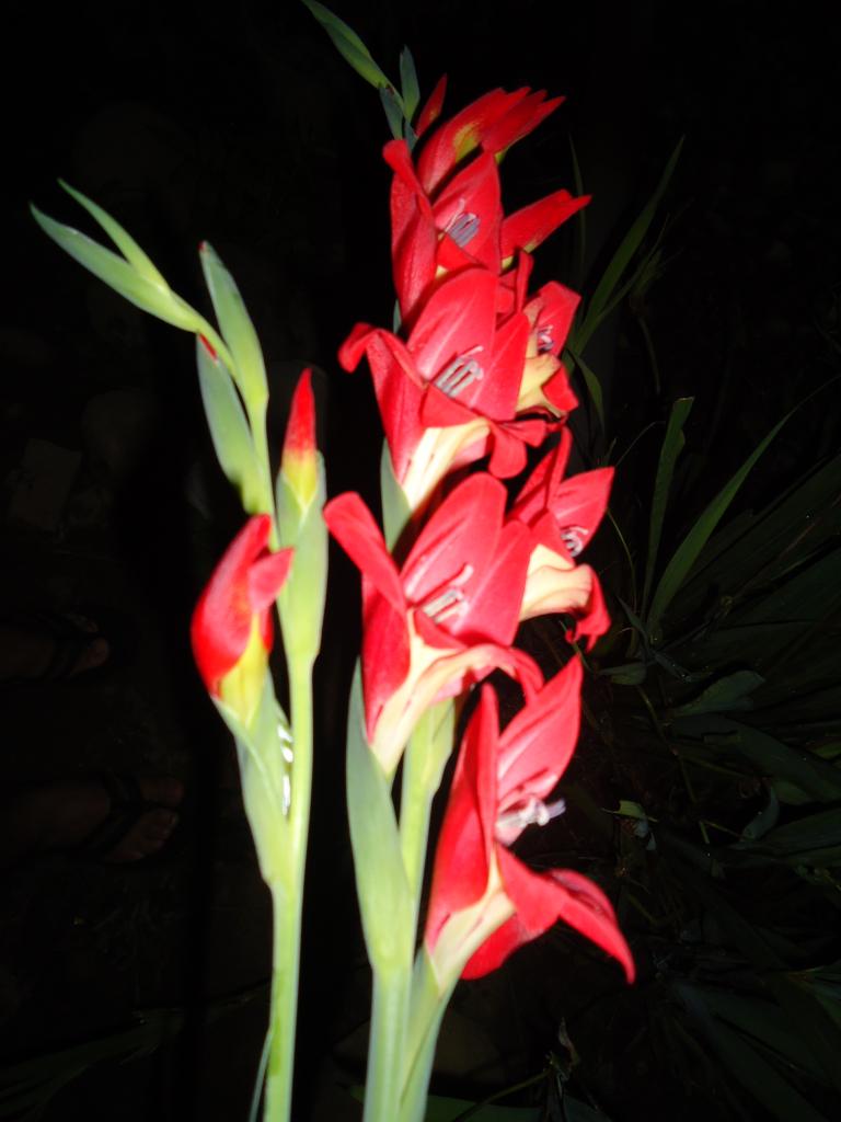 Foto de Te Zulay(Shell), Ecuador