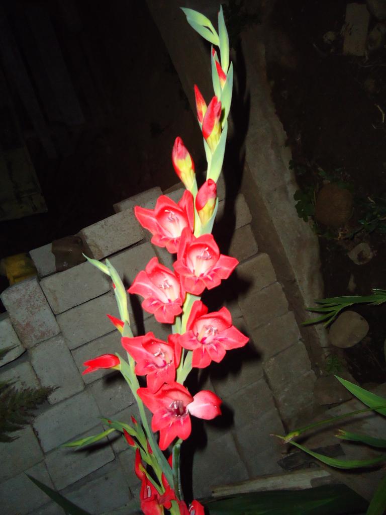 Foto de Te Zulay(Shell), Ecuador