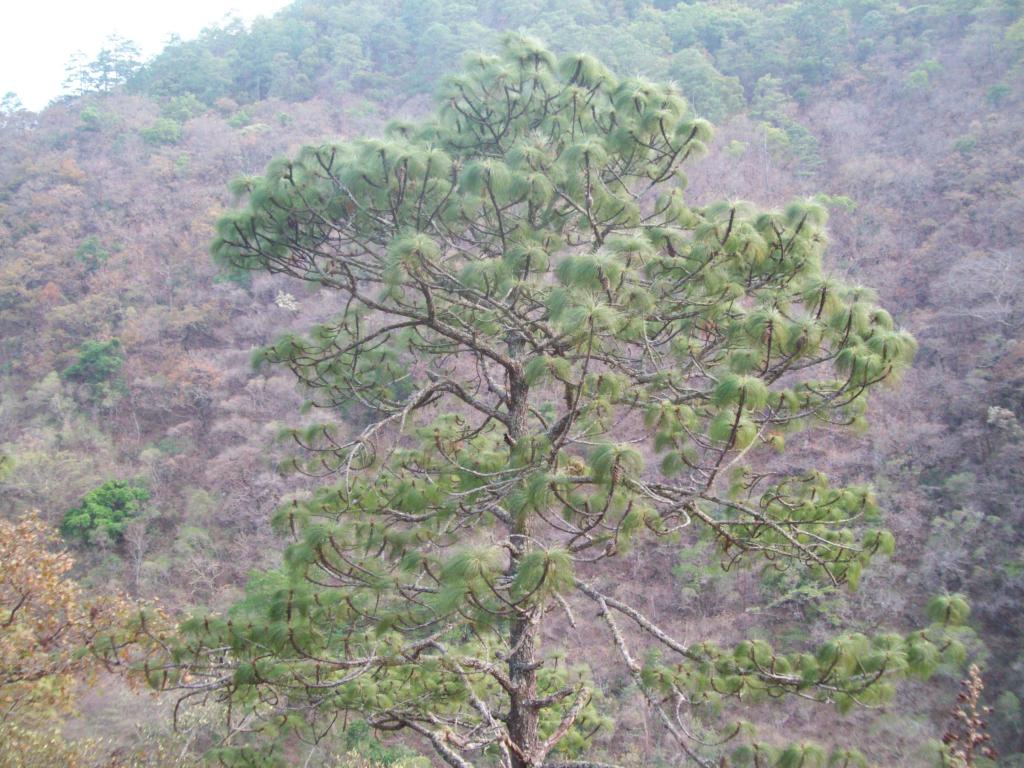 Foto de Motozintla (Chiapas), México