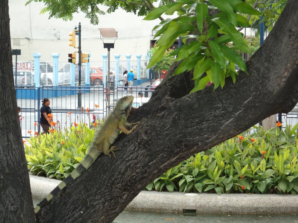 Foto de Guayas, Ecuador