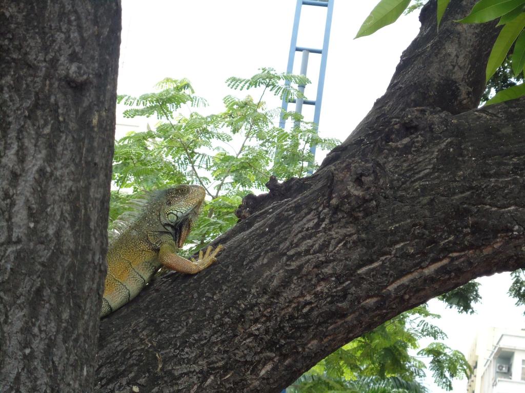 Foto de Guayas, Ecuador