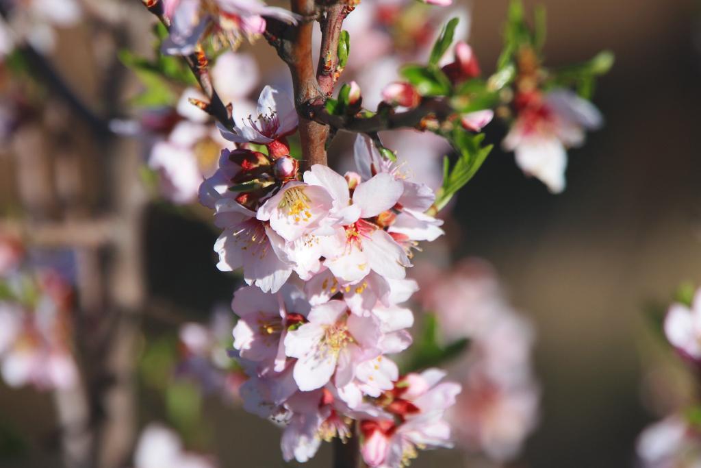 Foto de Bejís (Castelló), España
