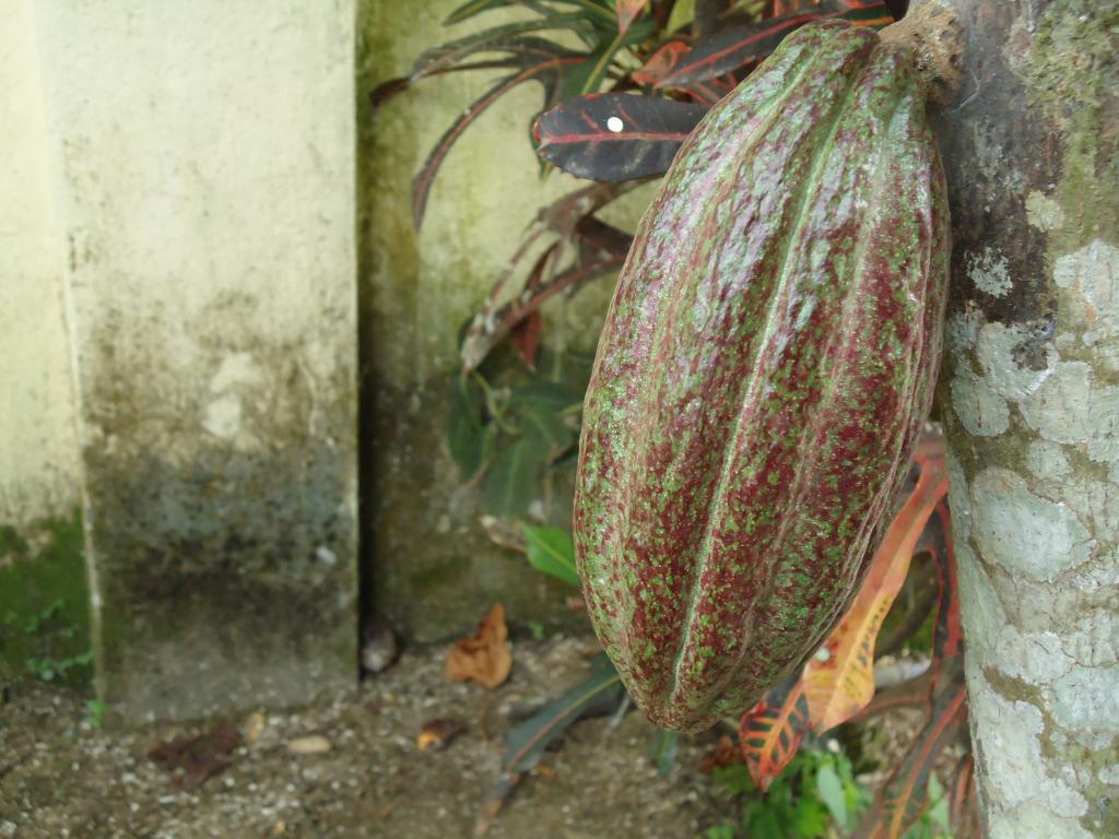 Foto de Tena, Ecuador