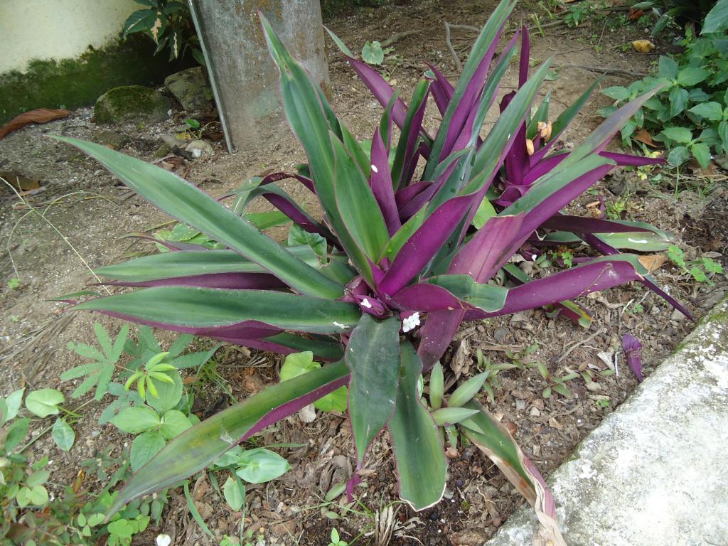 Foto de Tena, Ecuador