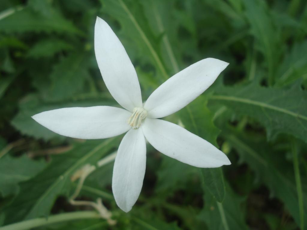 Foto de Tena, Ecuador