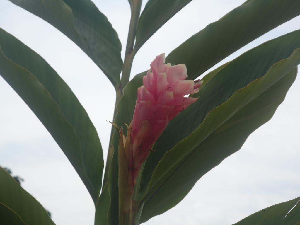 Foto de Tena, Ecuador