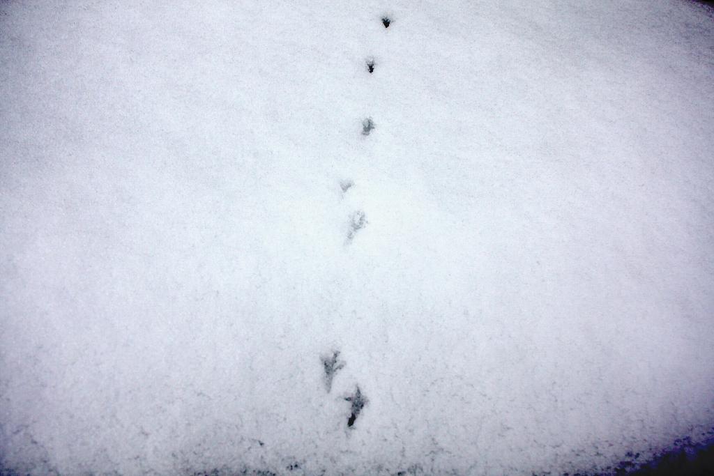 Foto de Culla (Castelló), España