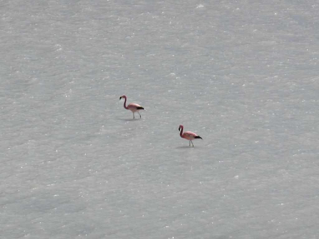 Foto de Sud Lípez, Bolivia