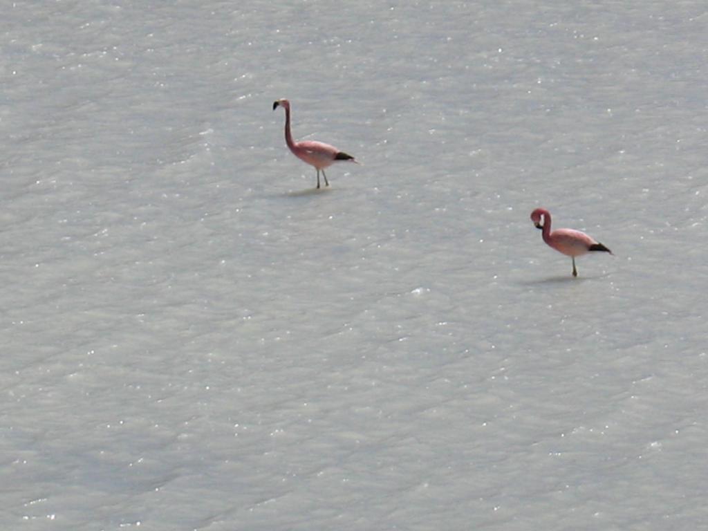 Foto de Sud Lípez, Bolivia