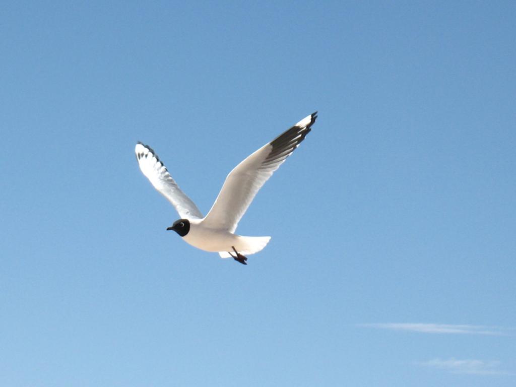Foto de Sud Lípez, Bolivia