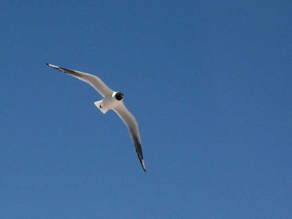 Foto de Sud Lípez, Bolivia