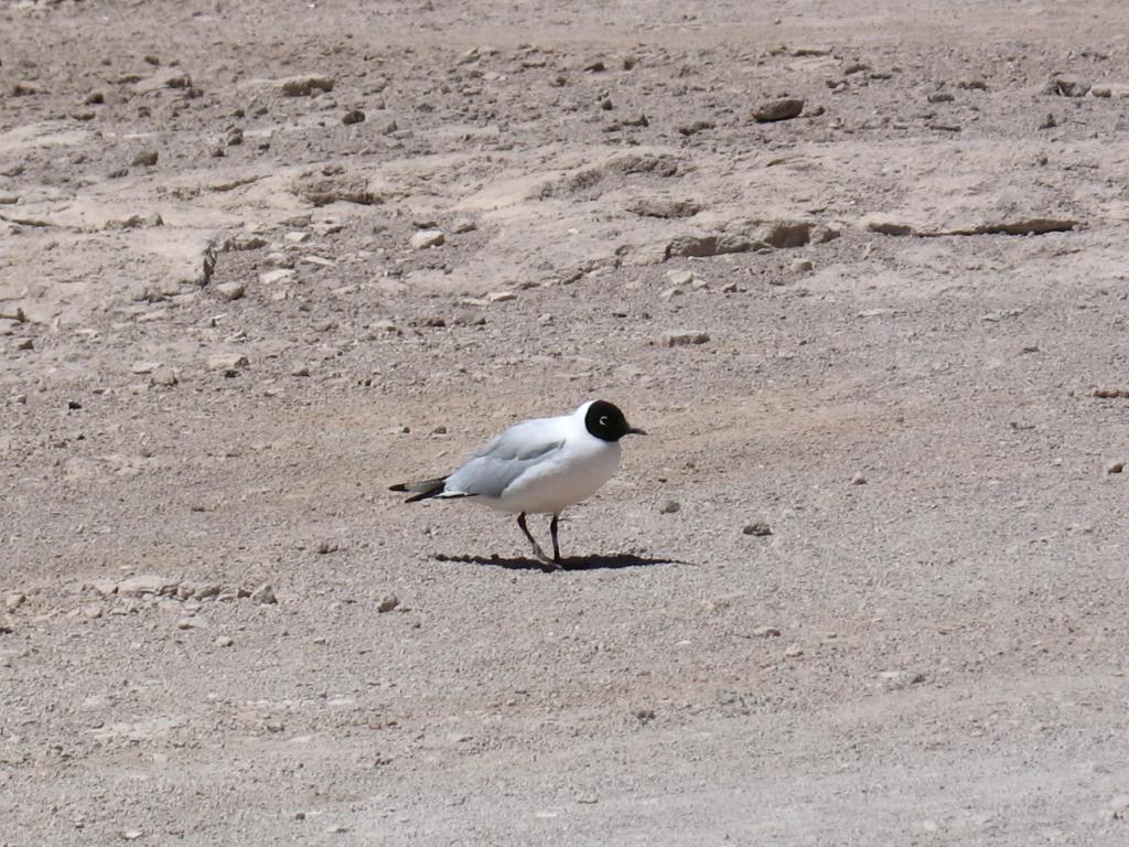 Foto de Sud Lípez, Bolivia