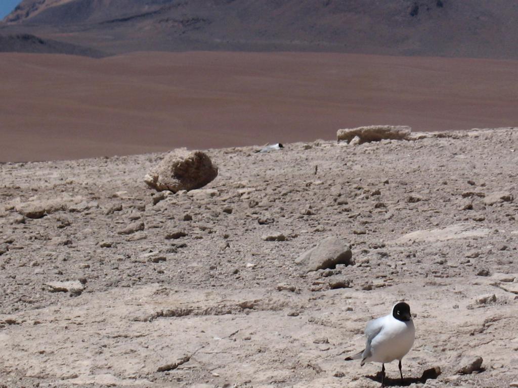 Foto de Sud Lípez, Bolivia