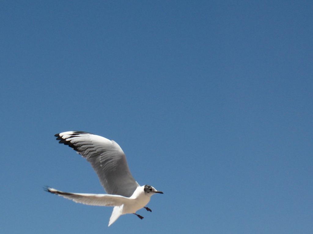 Foto de Sud Lípez, Bolivia