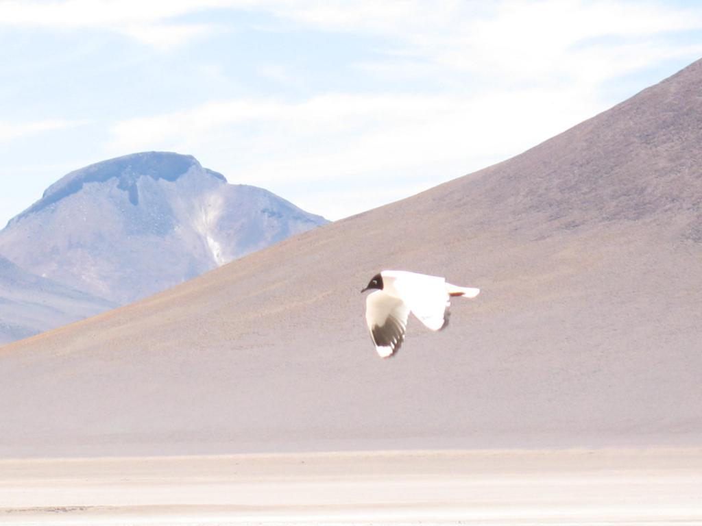 Foto de Sud Lípez, Bolivia