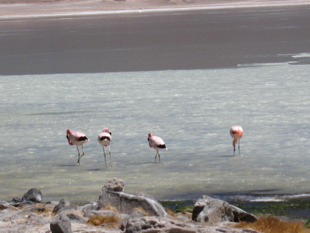 Foto de Sud Lípez, Bolivia