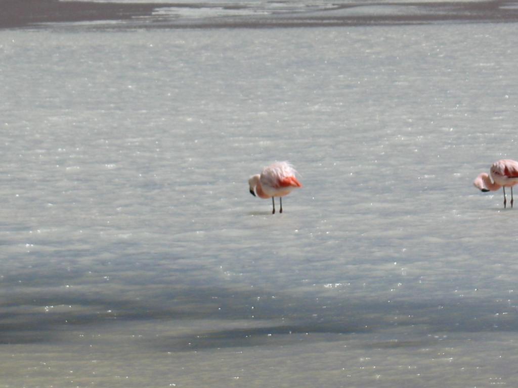 Foto de Sud Lípez, Bolivia