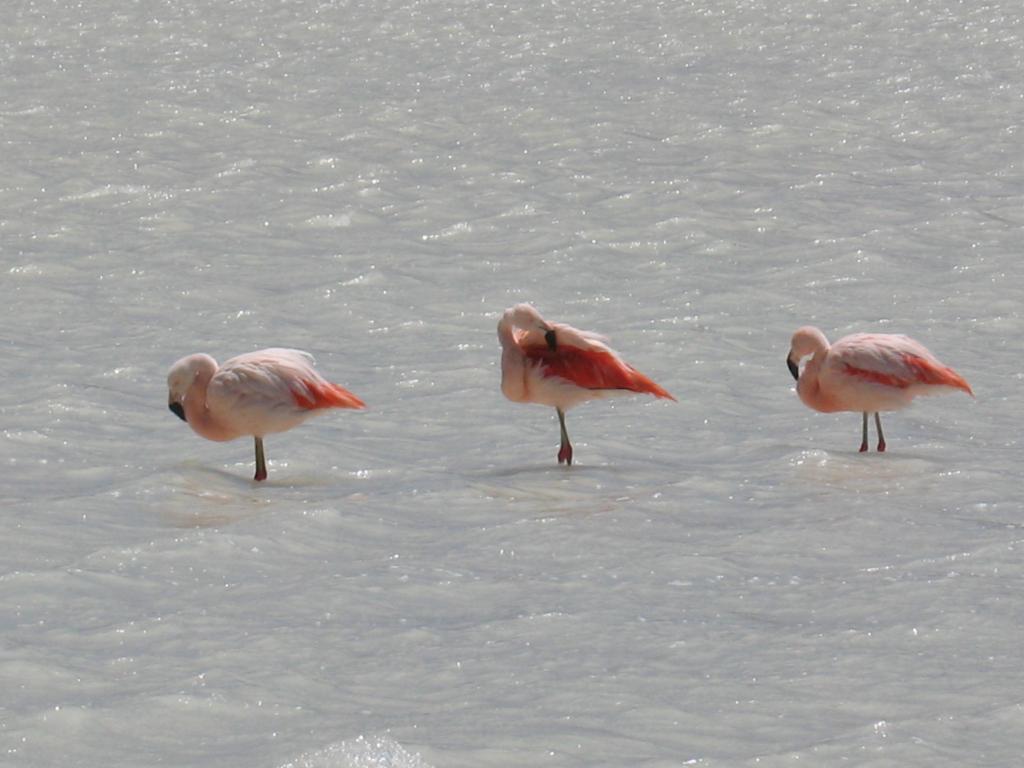 Foto de Sud Lípez, Bolivia