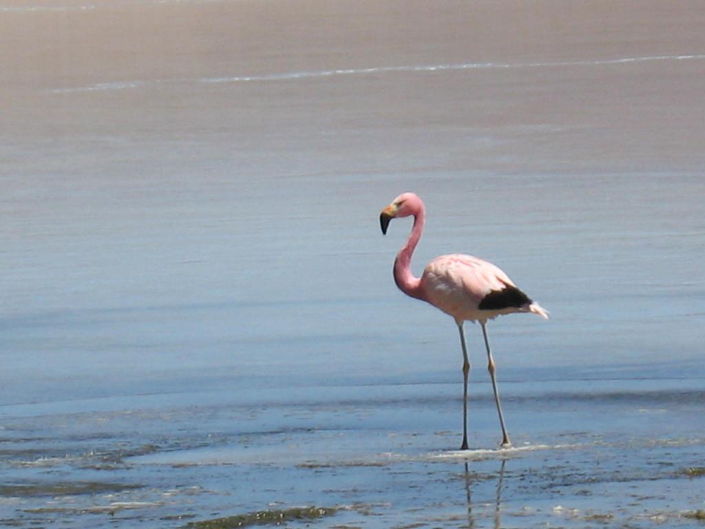 Foto de Sud Lípez, Bolivia