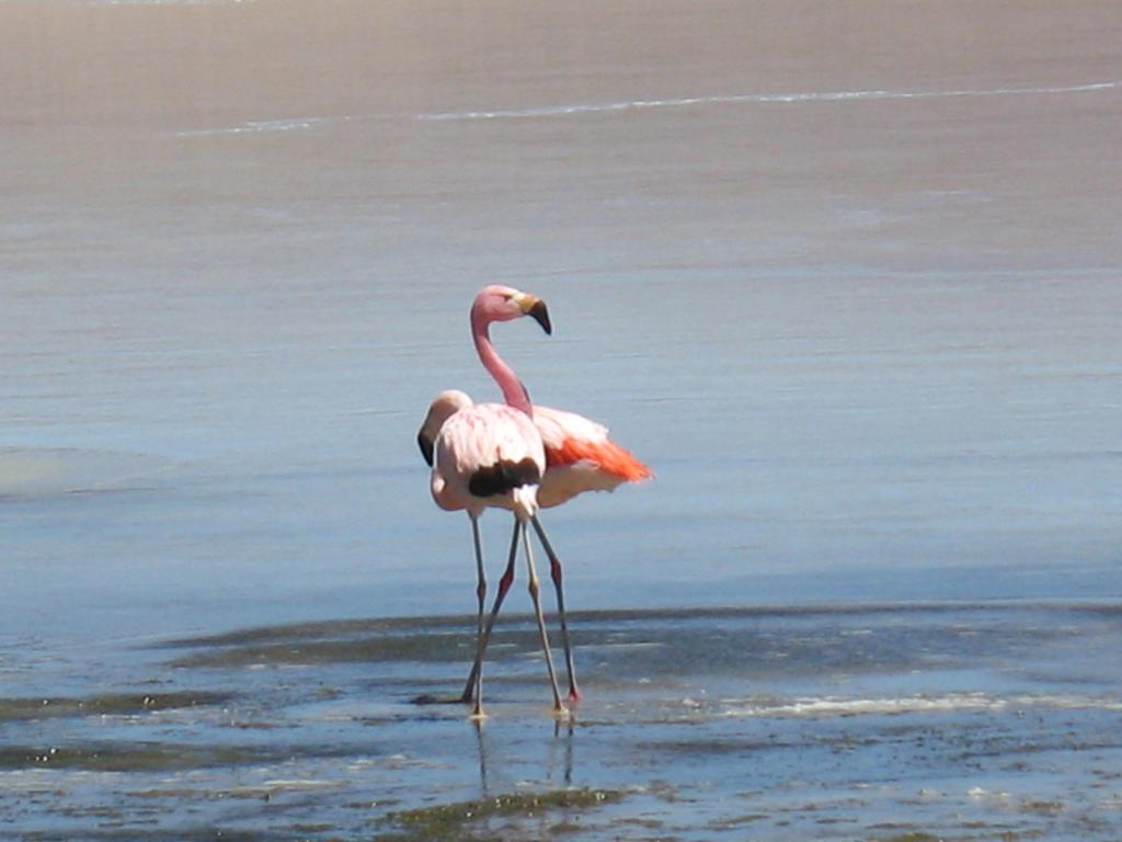 Foto de Sud Lípez, Bolivia