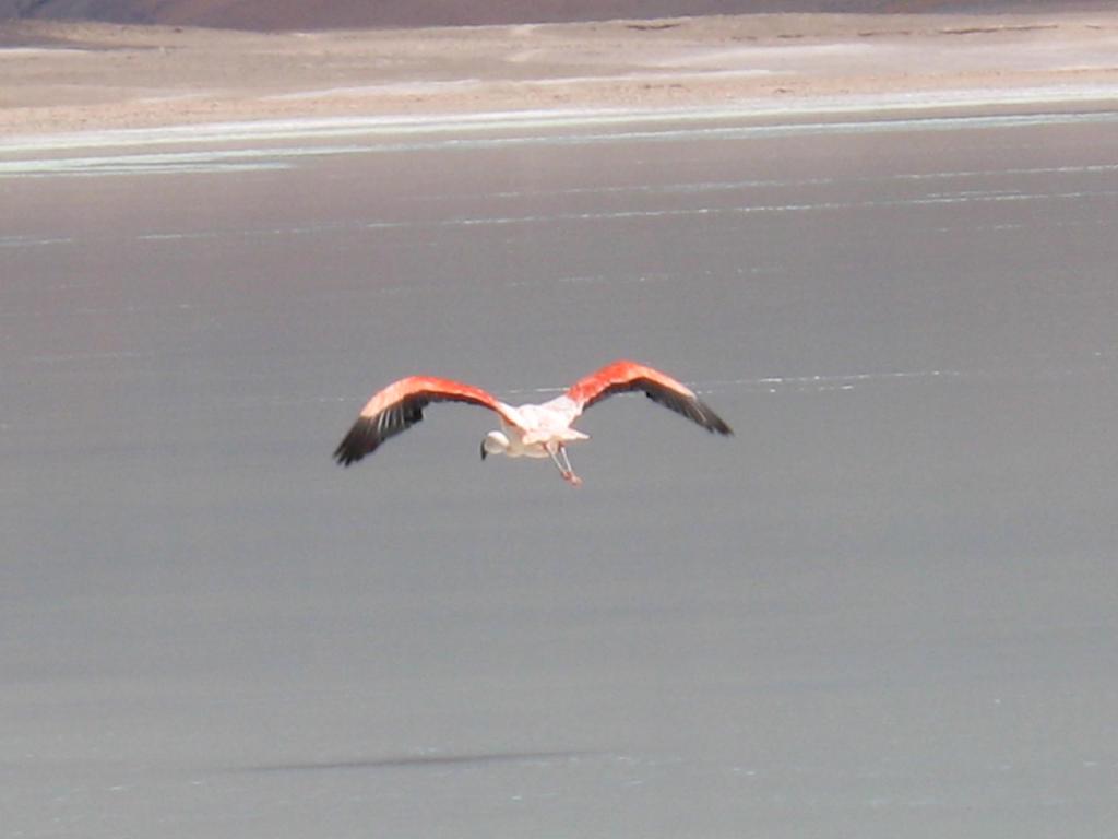 Foto de Sud Lípez, Bolivia