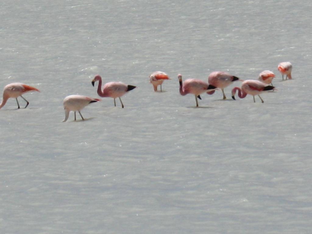 Foto de Sud Lípez, Bolivia