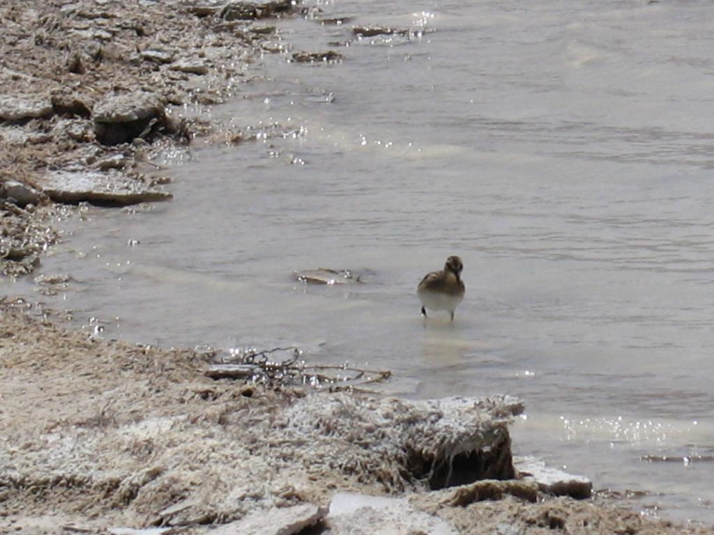 Foto de Sud Lípez, Bolivia