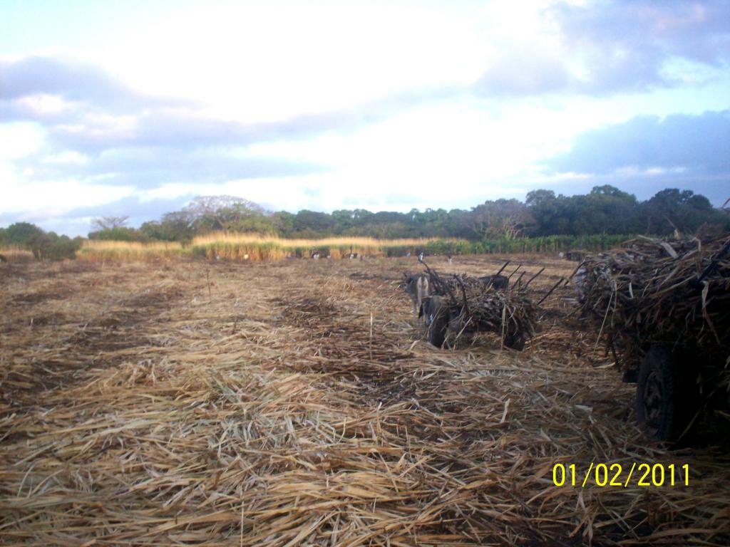 Foto: CORTA DE CAÑA - Rivas, Nicaragua