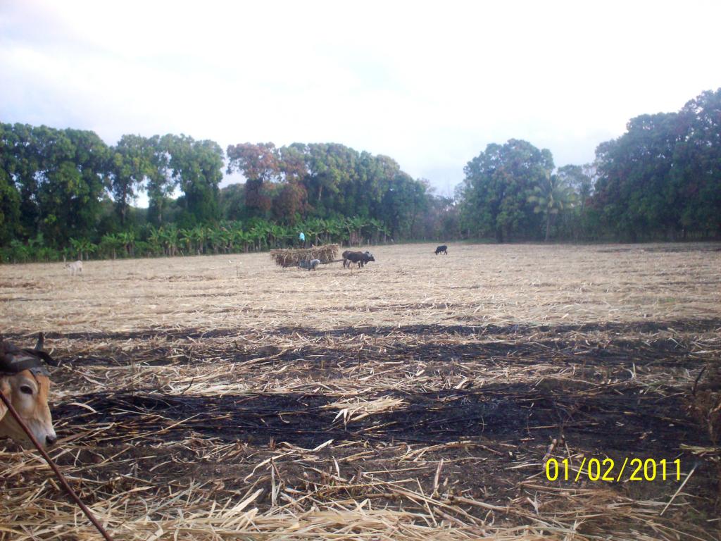 Foto: CORTA DE CAÑA - Rivas, Nicaragua