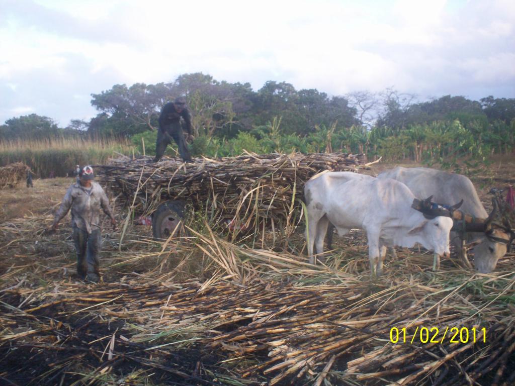 Foto: CORTA DE LA CAÑA - Rivas, Nicaragua