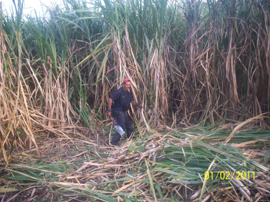 Foto: CORTA DE LA CAÑA - Rivas, Nicaragua