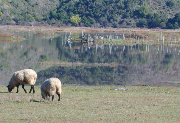 Foto: Laguna de Cahuil - Cahuil (Libertador General Bernardo OʼHiggins), Chile
