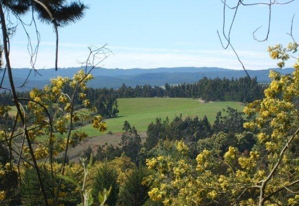 Foto: Desde el bosque - Ciruelos, Comuna Pichilemu (Libertador General Bernardo OʼHiggins), Chile