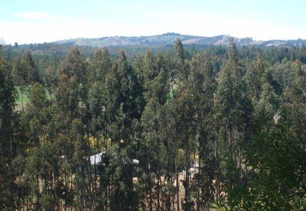 Foto: Arboleda - Ciruelos, Comuna Pichilemu (Libertador General Bernardo OʼHiggins), Chile