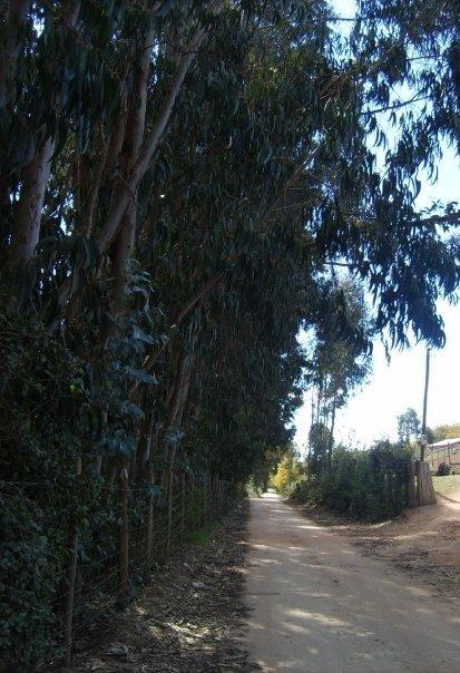 Foto: Caminito a Quebrada del Nuevo Reino - Ciruelos, Comuna Pichilemu (Libertador General Bernardo OʼHiggins), Chile