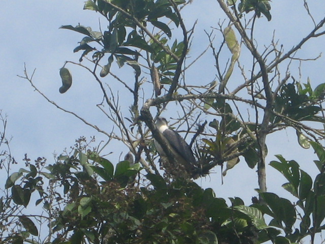 Foto: Gavilán - El Limo (Loja), Ecuador