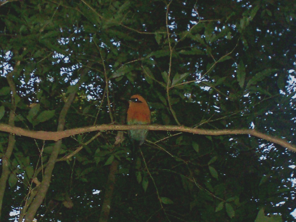 Foto: Aguas Zarcas - Aguas Zarcas (Alajuela), Costa Rica