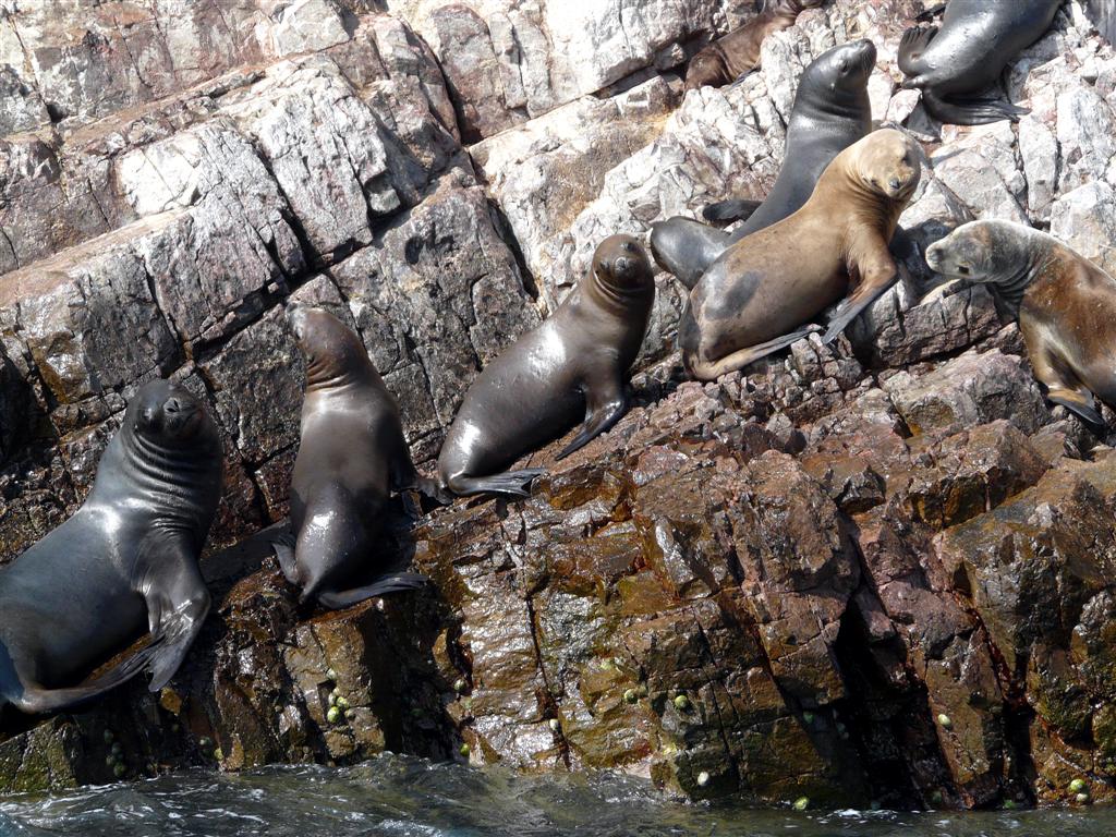 Foto de Islas Ballestas, Perú