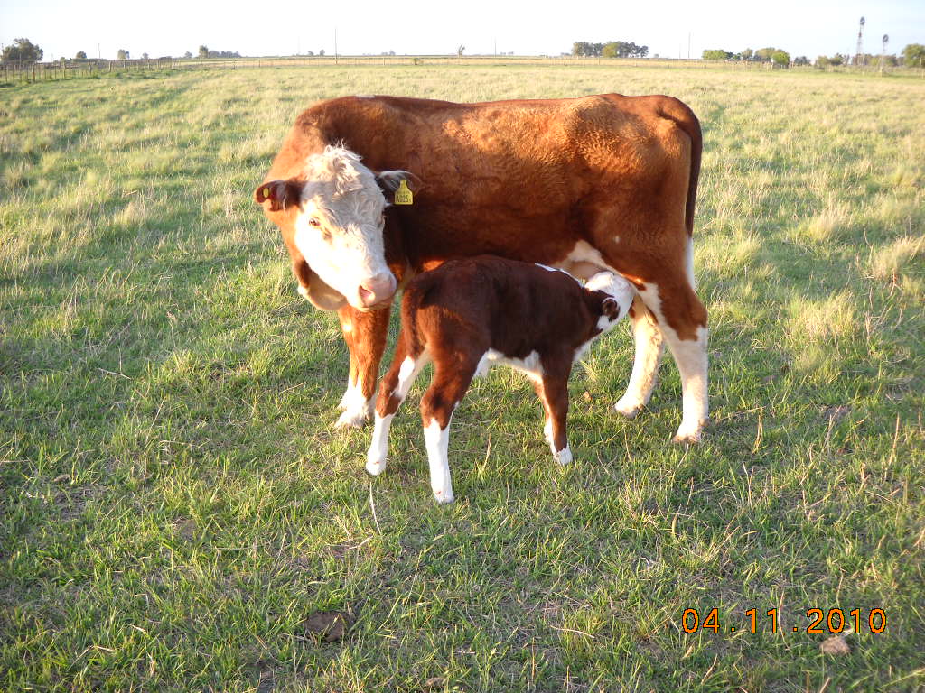Foto: reproduccion - Carlos Tejedor (Buenos Aires), Argentina
