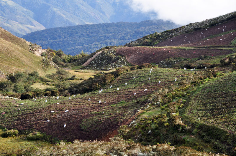 Foto: Cosecha de papas - Niquitao (Trujillo), Venezuela