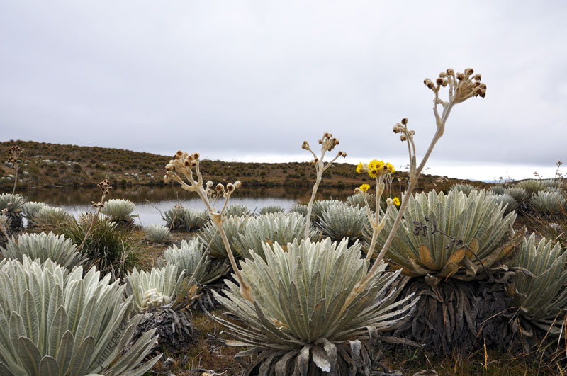 Foto: Frailejón - Niquitao (Trujillo), Venezuela