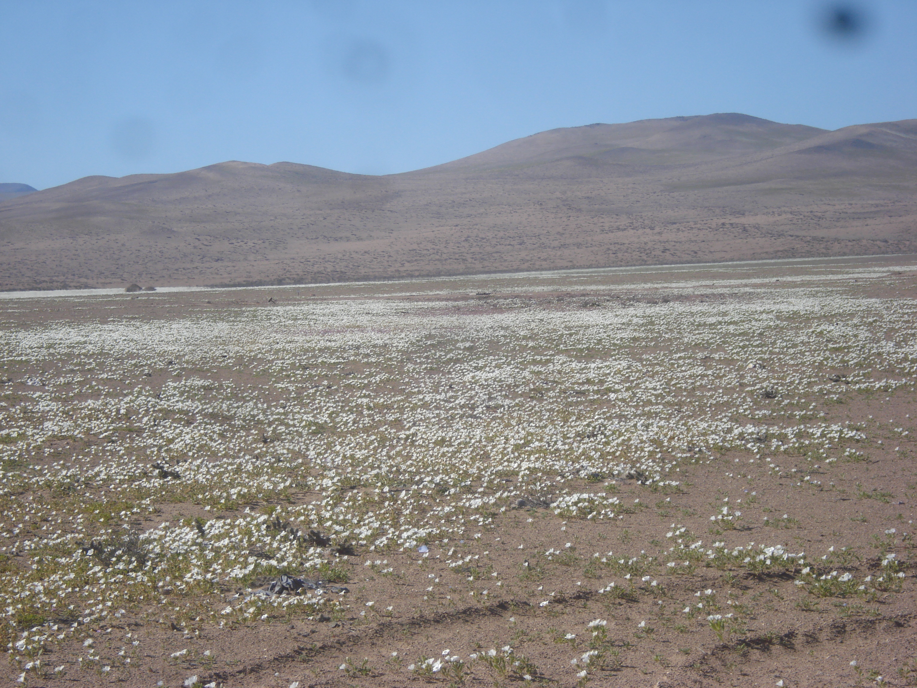 Foto: Desierto Florido - Caldera (Atacama), Chile