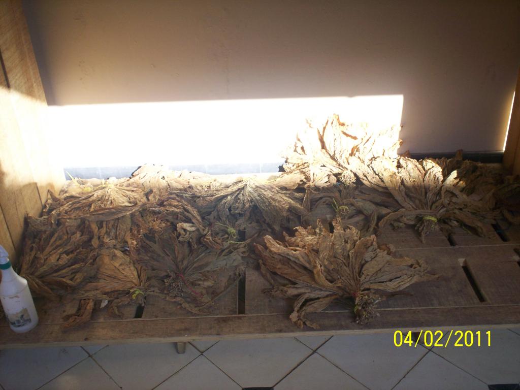 Foto: HABANOS MOMBACHO - Granada, Nicaragua